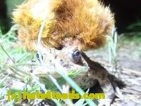 /home//u458753944/public_html/sourcegallery////////Roxborough Toad Detour/2022/2022-04-26/P4261102.JPG